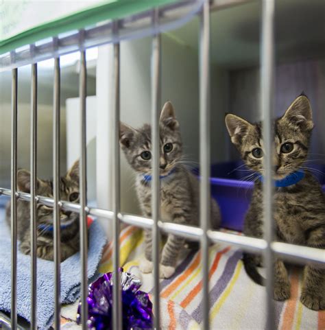 del rio animal control photos|available kittens near me.